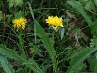 Hypochaeris radicata 1, Gewoon biggenkruid, Saxifraga-Jan van der Straaten