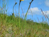 Hypochaeris radicata 12, Gewoon biggenkruid, Saxifraga-Ed Stikvoort