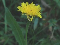 Hypochaeris radicata 2, Gewoon biggenkruid, Saxifraga-Jan van der Straaten