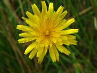 Hypochaeris radicata 3, Gewoon biggenkruid, Saxifraga-Hans Dekker