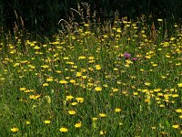 Hypochaeris radicata 4, Gewoon biggenkruid, Saxifraga-Hans Dekker