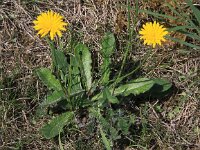 Hypochaeris radicata 5, Gewoon biggenkruid, Saxifraga-Peter Meininger