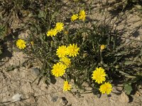 Hypochaeris radicata 6, Gewoon biggenkruid, Saxifraga-Jan van der Straaten