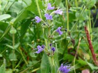 Hyssopus officinalis 7, Hyssop, Saxifraga-Hans Grotenhuis