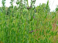Hyssopus officinalis 8, Hyssop, Saxifraga-Hans Grotenhuis