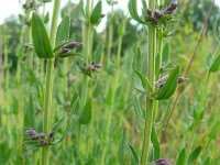 Hyssopus officinalis 9, Hyssop, Saxifraga-Hans Grotenhuis