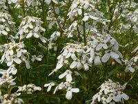 Iberis amara 4, Bittere scheefbloem, Saxifraga-Hans Grotenhuis