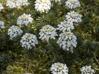 Iberis candolleana 2, Saxifraga-Willem van Kruijsbergen