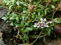 Iberis carnosa 14, Saxifraga-Ed Stikvoort : Poncebos - Cordiñanes de Valdeón s9900