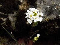 Iberis carnosa ssp granatensis 1, Saxifraga-Jan van der Straaten