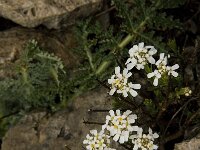 Iberis carnosa ssp granatensis 3, Saxifraga-Jan van der Straaten