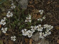 Iberis carnosa ssp granatensis 5, Saxifraga-Willem van Kruijsbergen