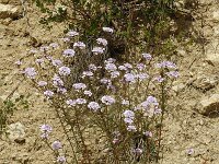 Iberis intermedia 2, Saxifraga-Jan van der Straaten