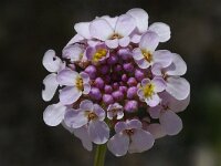 Iberis intermedia 3, Saxifraga-Jan van der Straaten