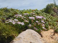 Iberis procumbens 25, Saxifraga-Peter Meininger