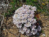 Iberis procumbens 31, Saxifraga-Hans Grotenhuis