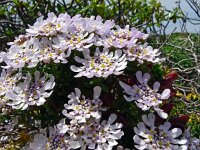 Iberis procumbens 32, Saxifraga-Hans Grotenhuis