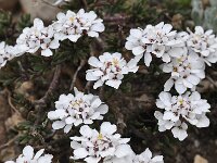 Iberis sempervirens 3, Saxifraga-Harry Jans