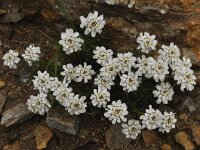 Iberis sempervirens 4, Saxifraga-Harry Jans