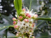 Ilex aquifolium 11, Hulst, Saxifraga-Rutger Barendse
