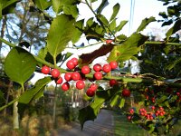 Ilex aquifolium 13, Hulst, Saxifraga-Rutger Barendse