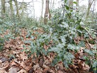 Ilex aquifolium 16, Hulst, Saxifraga-Rutger Barendse