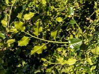Ilex aquifolium 26, Hulst, Saxifraga-Jan van der Straaten