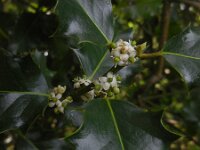 Ilex aquifolium 28, Hulst, Saxifraga-Ed Stikvoort