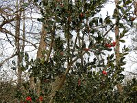 Ilex aquifolium 32, Hulst, Saxifraga-Ed Stikvoort : Kampina
