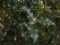 Ilex aquifolium 35, Hulst, Saxifraga-Ed Stikvoort