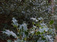 Ilex aquifolium 37, Hulst, Saxifraga-Ed Stikvoort