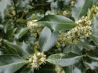 Ilex aquifolium 7, Hulst, Saxifraga-Jelmer Reyntjes : Ilex, Ilex aquifolium, Norgerholt, aquifolium, bloei, hulst