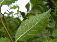 Ilex minor 2, Saxifraga-Rutger Barendse