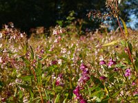 Impatiens glandulifera 11, Reuzenbalsemien, Saxifraga-Rudmer Zwerver
