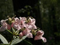 Impatiens glandulifera 15, Reuzenbalsemien, Saxifraga-Jan van der Straaten