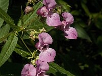 Impatiens glandulifera 17, Reuzenbalsemien, Saxifraga-Jan van der Straaten