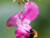 Impatiens glandulifera 19, Reuzenbalsemien, Saxifaga-Bart Vastenhouw