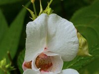 Impatiens glandulifera 20, Reuzenbalsemien, Saxifraga-Ab H Baas