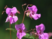 Impatiens glandulifera 27, Reuzenbalsemien, Saxifraga-Bart Vastenhouw