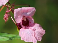 Impatiens glandulifera 29, Reuzenbalsemien, Saxifraga-Bart Vastenhouw