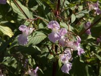 Impatiens glandulifera 3, Reuzenbalsemien, Saxifraga-Jan van der Straaten