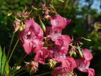Impatiens glandulifera 36, Reuzenbalsemien, Saxifraga-Ed Stikvoort