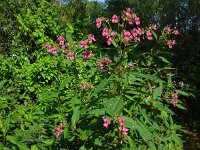 Impatiens glandulifera 37, Reuzenbalsemien, Saxifraga-Ed Stikvoort