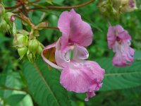 Impatiens glandulifera 39, Reuzenbalsemien, Saxifraga-Ed Stikvoort : jura2010
