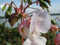 Impatiens glandulifera 4, Reuzenbalsemien, Saxifraga-Rutger Barendse