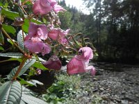 Impatiens glandulifera 41, Reuzenbalsemien, Saxifraga-Rutger Barendse