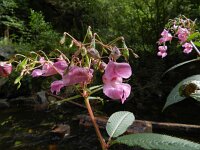 Impatiens glandulifera 43, Reuzenbalsemien, Saxifraga-Rutger Barendse