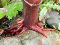Impatiens glandulifera 44, Reuzenbalsemien, Saxifraga-Rutger Barendse