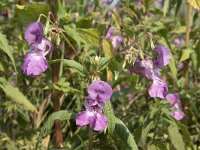 Impatiens glandulifera 47, Reuzenbalsemien, Saxifraga-Willem van Kruijsbergen