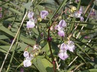 Impatiens glandulifera 49, Reuzenbalsemien, Saxifraga-Willem van Kruijsbergen